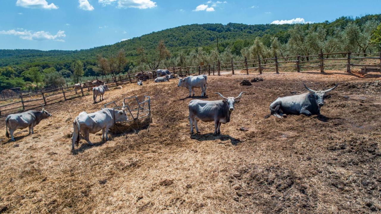 La Cerreta - Terme Di Sassetta Villa Kültér fotó